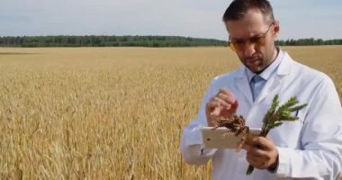 4K footage of a scientist in a wheat field checking the condition of the crop and entering the data into a tablet pc. Research in the field of genetically modified foods and plants.