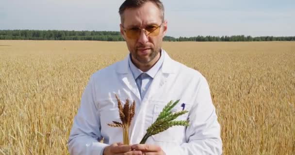Агроном Порівнює Швидкість Дозрівання Генетично Модифікованих Вух Пшениці Звичайних Він — стокове відео