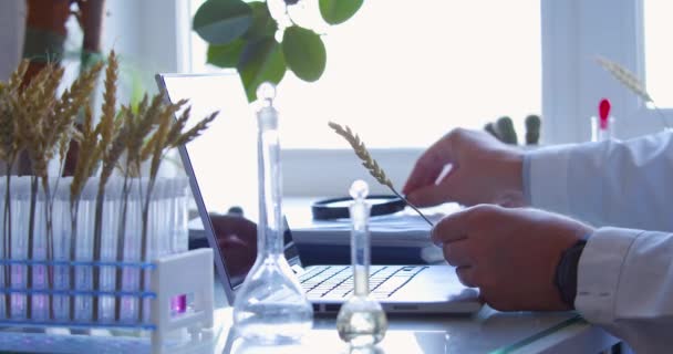 Agronomist Researcher Laboratory Examines Ear Wheat Writes Report Laptop Research — Vídeo de stock