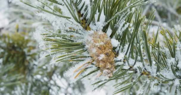 Video Pine Branch Frosty Weather Pine Needles Cone Covered Frost — Video