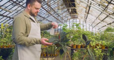 A greenhouse worker sprays ficus leaves. Eco hobby or small business concept. 4k footage.