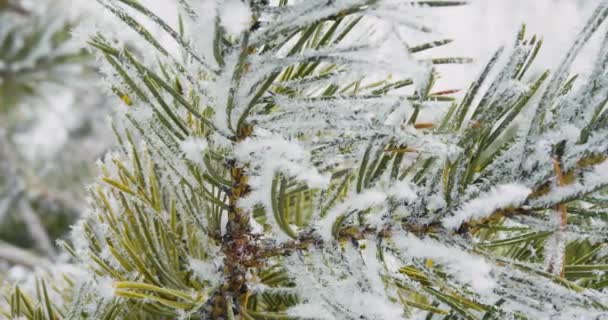 Video Borové Větve Mrazivého Počasí Borovicové Jehličí Pokryto Mrazem Sněhem — Stock video