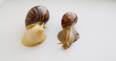 Lissachatina fulica - two snails crawl on a white surface. 4k footage close-up.