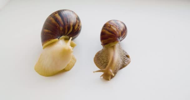 Lissachatina Fulica Two Snails Crawl White Surface Footage Close — Vídeo de Stock