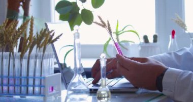 Agronomist researcher in the laboratory examines ears of wheat in test tube and texting a report in a laptop. Research in the field of genetically modified foods and plants. 4k footage.