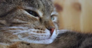 Close-up footage of napping cat face. Portrait of tabby ginger cat falls asleep. 60 fps 4k video.