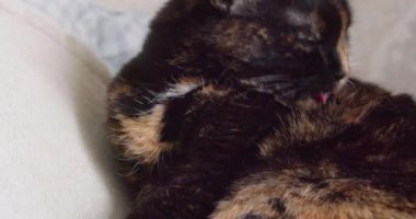 The cat washes itself. Close-up of a mongrel domestic cat. She licks her fur. Slow motion 4k footage.