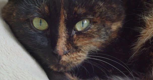 Φούσκα Γάτας Κοιτάζει Προσεκτικά Την Κάμερα Και Ελέγχει Περίχωρά Της — Αρχείο Βίντεο