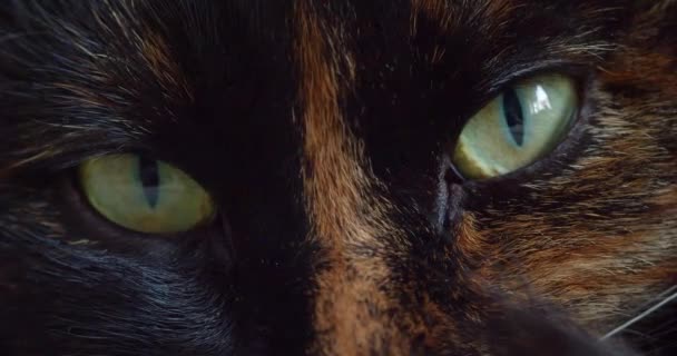 Primer Plano Los Ojos Gato Doméstico Ella Mira Fijamente Cámara — Vídeos de Stock