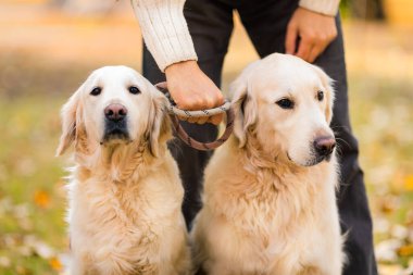 Close-up view of a middle-aged man with his two dogs. Friendship, love and care for pets. Close-up of male hands and dog faces.