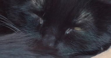 Siyah evcil bir kedinin gözleri. Kameraya dikkatle bakıyor ve tembelce onun çevresini kontrol ediyor. 30 fps 4k görüntü.