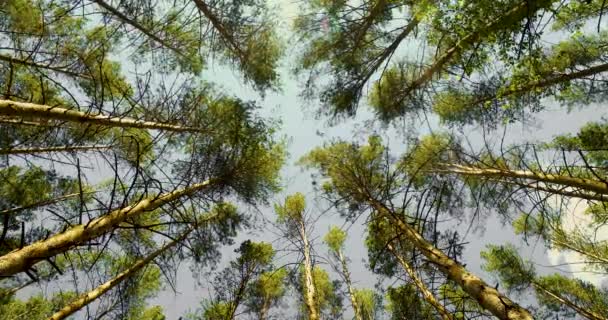 Κάτω Όψη Των Πεύκων Στο Δάσος Στη Λιακάδα Πλάνα — Αρχείο Βίντεο