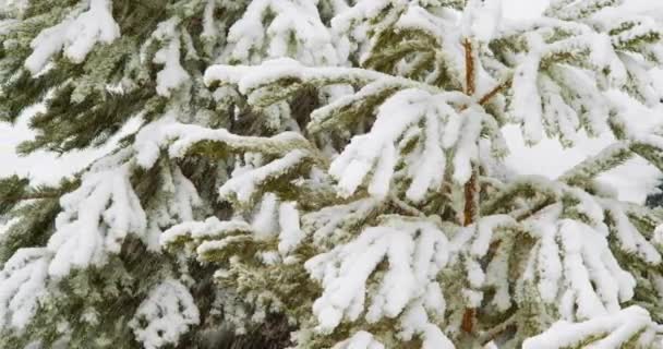 Çam Dallarını Süsleyen Kar Taneleri Gibi Kışın Karmaşık Güzelliği Karşısında — Stok video