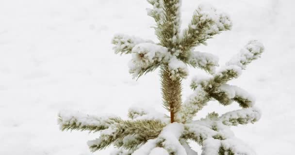 Een Kleine Eenzame Dennenboom Staat Trots Een Sereen Winterlandschap Delicate — Stockvideo