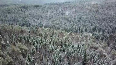 Havadan gelen donmuş karlı çam ormanları. 4k görüntü.