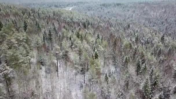 Hava Üstgeçidi Donmuş Karlı Çam Ormanları — Stok video