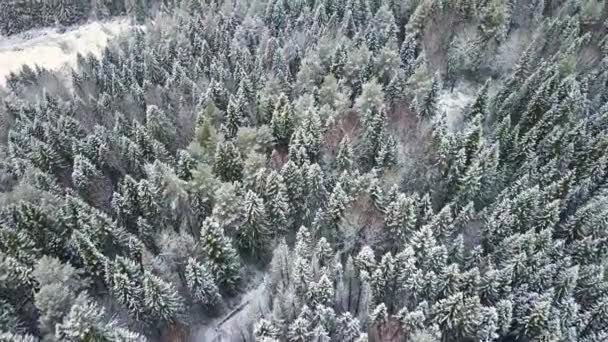 Кадры Чистого Гладкого Красивого Снежного Зимнего Леса Дикие Леса Основа — стоковое видео