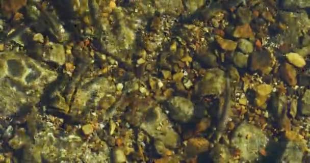 Пориньте Яскравий Світ Річкової Дикої Природи Спостерігайте Жваву Школу Дрібних — стокове відео