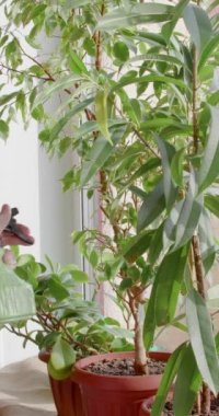 Ev bitkilerinin yapraklarına su püskürtmeye yakın çekim. Kişisel alanın peyzajı ve iç mekanın güzelliği. Yavaş çekim dikey 4k görüntü.