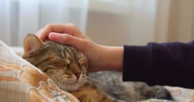 Bir çocuk oturma odasındaki kanepede uzanmış gri tüylü bir kediyi okşar. Kedi komik esner ve patisini uzatır..
