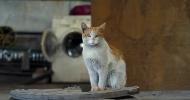 Gato Branco Vermelho Sujo Num Aterro Vida Livre Despreocupada Animais — Vídeo de Stock