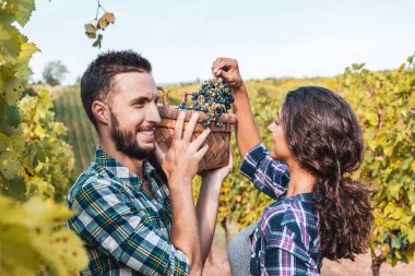 Sonbaharda üzüm bağında üzüm toplayan genç şarapçılar.