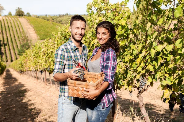 Couple Young Winemakers Picking Bunches Grapes Vineyard Autumn — Stock Photo, Image