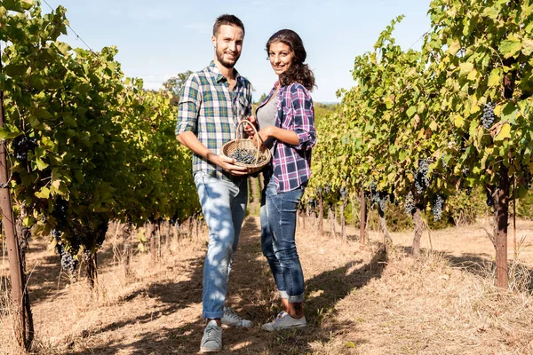 Couple Young Winemakers Picking Bunches Grapes Vineyard Autumn — Stock Photo, Image