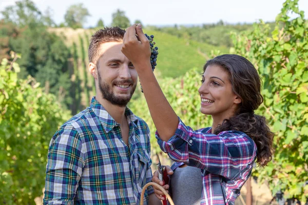 一对年轻貌美的酿酒师在葡萄园里摘葡萄 — 图库照片