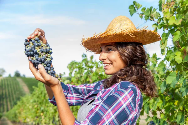 Cute Winegrower Wearing Straw Hat Showing Bunch Freshly Picked Black — Stock Photo, Image