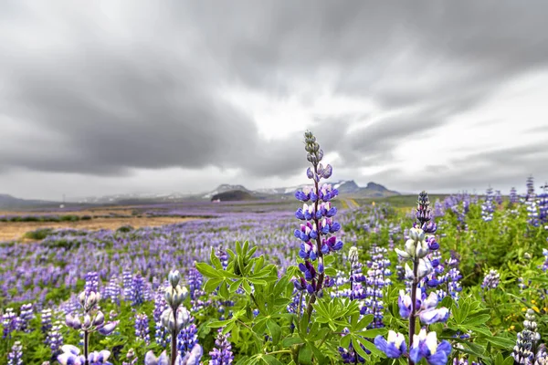 Panorama Pola Fioletowych Łubinów Typowo Zachmurzonym Islandzkim Krajobrazie — Zdjęcie stockowe