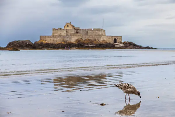 Landscape Medieval Fortress French Coast Seen Low Tide Seagull Takes — Stock Photo, Image