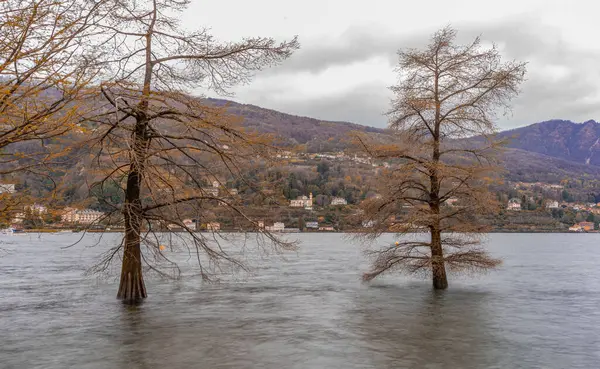 Pinheiros Emergem Água Lago Inundada Devido Chuva Torrencial Fotos De Bancos De Imagens
