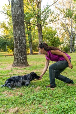 Gün batımında halka açık bir parkta genç ve güzel bir köpek eğitmeni olarak lagorai italyan çoban köpeğini eğitiyor.