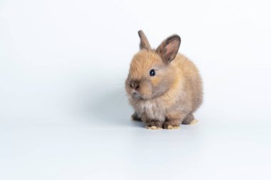 Adorable newborn baby rabbit bunnies brown looking at something sitting over isolated white background. Puppy lovely furry brown bunny ears rabbit playful with copy space. Easter bunny animal concept.