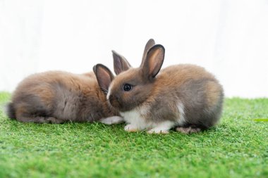 Adorable baby rabbits ears bunny sitting together on the green grass. Family tiny furry baby brown white bunny rabbits playful on the meadow. Easter family animal pet bunny concept.