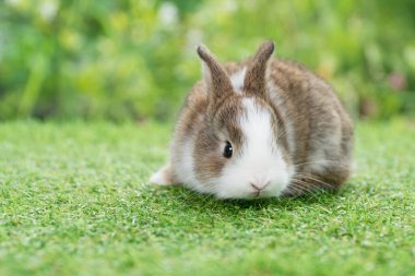 Güzel yavru tavşan tüylü tavşan, yeşil çimlerin üzerinde oturan bir şeye bakıyor. Bokeh doğa arka planında. Baharın arka planında küçük beyaz tavşancık. Paskalya hayvanı yeni doğan tavşan konsepti