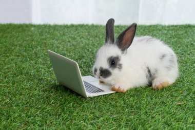 Yeşil çimlerin üzerinde oturan küçük dizüstü bilgisayarı olan minik sevimli tavşan tavşanı. Güzel beyaz yavru tavşan, arka planda defter olan bir şeye bakıyor. Paskalya tüylü tavşan konsepti