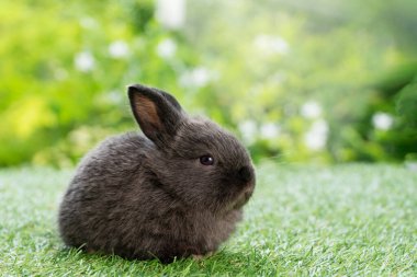 Adorable fluffy baby bunny rabbit sitting on green grass over natural background. Furry cute wild-animal single spring time at outdoor. Lovely fur baby rabbit bunny on meadow. Easter animal pet concept