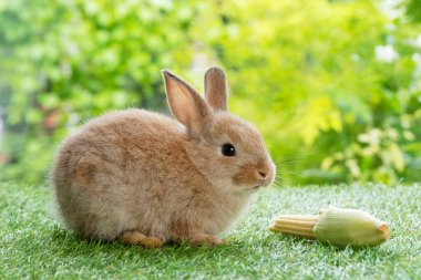 Adorable rabbit furry bunny hungry eating organic fresh baby corn sitting on green grass over bokeh nature background. Healthy baby rabbit brown bunny eating baby corn on meadow. Easter animal pet. 