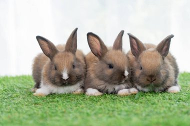 Adorable baby rabbits ears bunny sitting together on the green grass. Family tiny furry baby brown white bunny rabbits playful on the meadow. Easter family animal pet bunny concept.