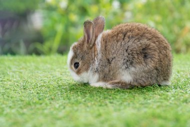 Güzel yavru tavşan tüylü tavşan, yeşil çimlerin üzerinde oturan bir şeye bakıyor. Bokeh doğa arka planında. Baharın arka planında küçük beyaz tavşancık. Paskalya hayvanı yeni doğan tavşan konsepti