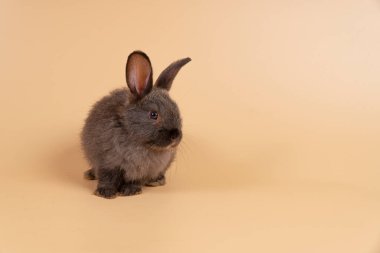 Adorable baby rabbit bunny looking at something while sitting over isolated pastel background with copy space. Cuddly furry rabbit black bunny playful on yellow. Easter holiday animal pet concept.