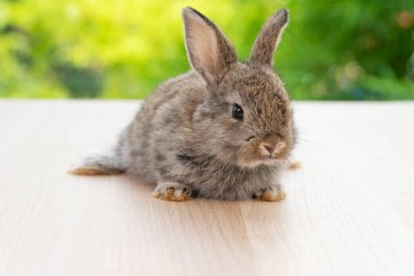 Şirin yavru tavşan kürklü tavşan. Bulanık yeşil arka planda tek başına oturan bir şey. Yeşil bahar zamanı oturan sevimli küçük tavşan kulaklı tavşan. Paskalya hayvanı konsepti. 