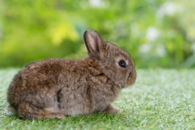 Adorable fluffy baby bunny rabbit sitting on green grass over natural background. Furry cute wild-animal single spring time at outdoor. Lovely fur baby rabbit bunny on meadow. Easter animal pet concept