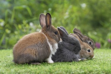 Aile sevecen tavşan tavşanı bahar zamanı birlikte şakacıdır. Bir grup tüylü tavşan, yeşil çimlerin üzerinde doğal arka planda yan yana oturuyorlar. Paskalya tavşanı aile kavramı.