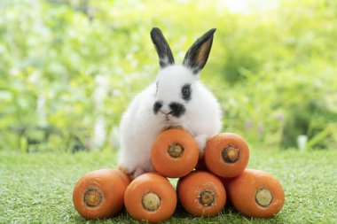 Adorable baby rabbit bunny sitting with front orange pile fresh carrot on green grass on bokeh nature background. Furry hare white black rabbit bunny on nature. Easter animal vegetable food concept.