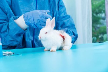 Veteriner kadın üniforma ve steteskopla eldiven giyer klinikteki hasta beyaz tavşan için şırınga aşısı kullanır. Veteriner ve hayvan bakımı konseptini kontrol et..