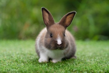Yeşil çimlerin üzerinde oturan tüylü tavşan yavrusu Bokeh Doğa 'nın arka planında. Yavru memeli tavşan beyaz kahverengi tavşan yeşil çayır ilkbaharında şakacı. Yeni doğan paskalya hayvanı tavşanı konsepti.