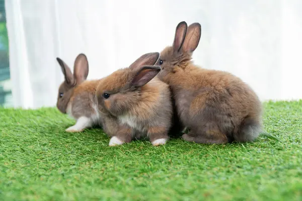 Gruppe Winzige Pelzige Baby Kaninchen Braun Weiß Sitzt Zusammen Auf — Stockfoto